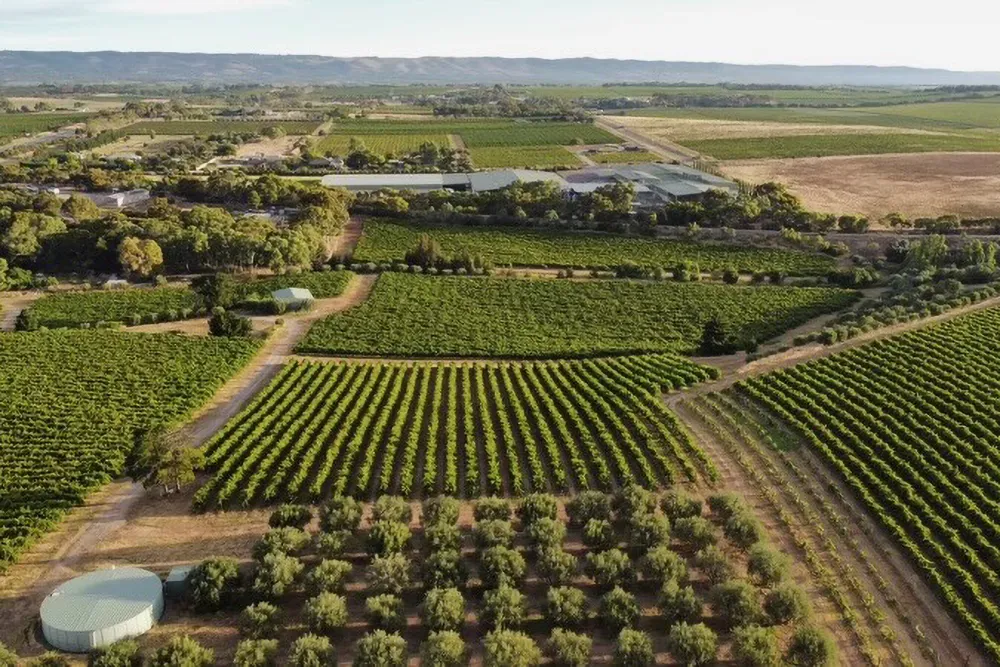 Tapara Vineyards aerial