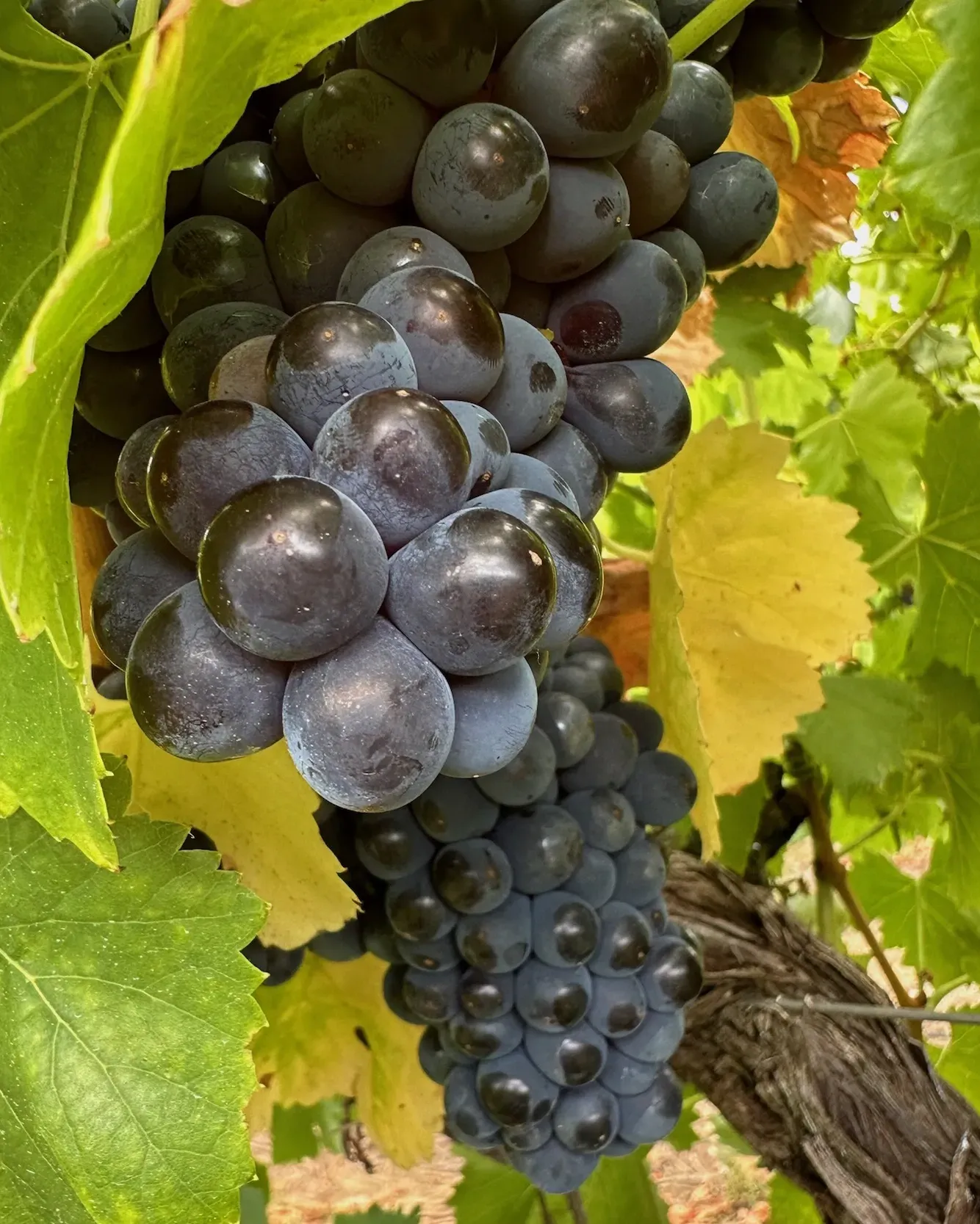 Grapes at Tapara Vineyards