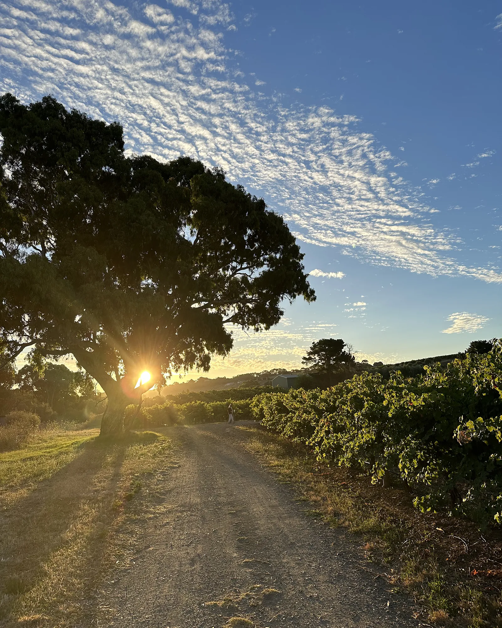 Sunrise at Tapara Vineyards