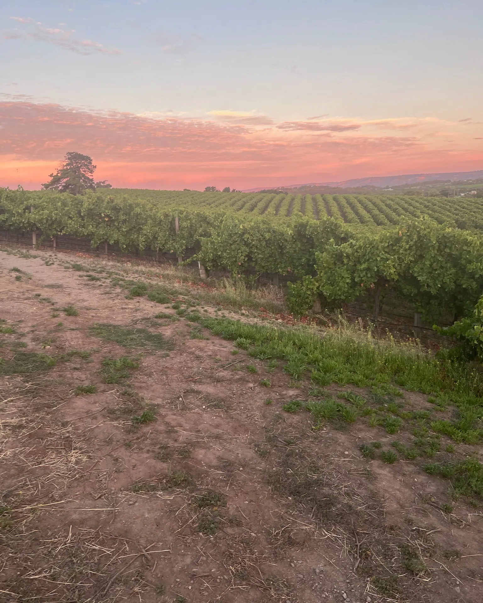 Tapara Vineyards